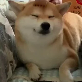 Video sticker 🙂 اسی By:Amir_Goorbay