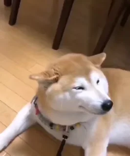 Video sticker 😢 اسی By:Amir_Goorbay