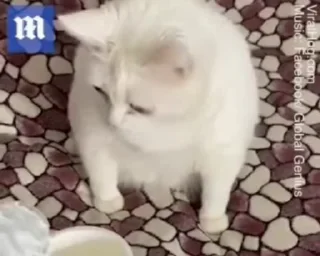 Video sticker 🤮 cat.