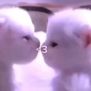 Video sticker 😘 Не заходи сюда👉🏻 @sozdsti_bot