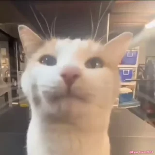 Video sticker 👅 Не заходи сюда👉🏻 @sozdsti_bot