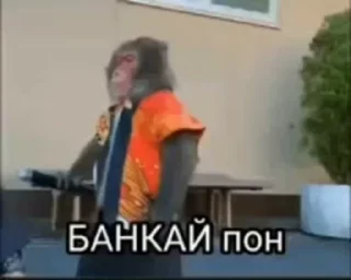 Video sticker 🥷 Обезьяна пон  | @Kethirs :: @fStikBot