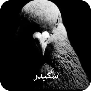 Video sticker 🐦 شوالیه الی‌ و کفتر