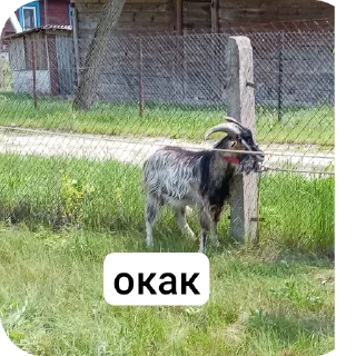 Video sticker 🐶 Чекушка