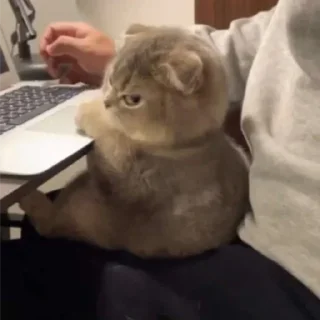 Telegram sticker 😡 mew