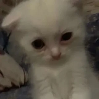 Video sticker 😖 mew