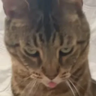 Telegram sticker 😤 mew