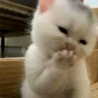 Video sticker 🤭 mew