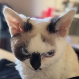 Video sticker 😠 mew