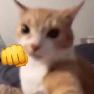 Telegram sticker 👊 mew