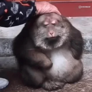 Telegram stiker 😿 warhorse