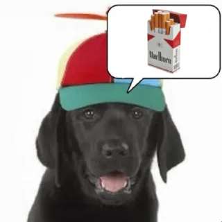 Sticker 😶‍🌫️ warhorse