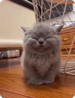 Video sticker 😊 Кто не спиздит-тот лох (@pxntxgrxmmx )