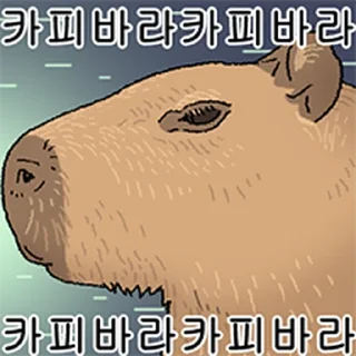 Video sticker ⭐ 조금 리얼한 카피바라 둥덕이 @moe_sticker_bot