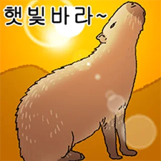Video sticker ⭐ 조금 리얼한 카피바라 둥덕이 @moe_sticker_bot