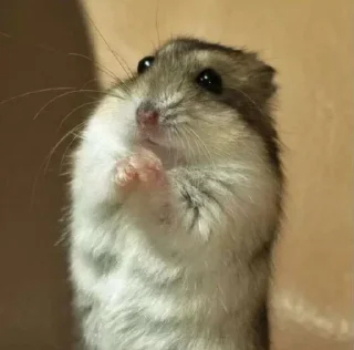 Video sticker 🤩 Больше стиков тут: @stikery4