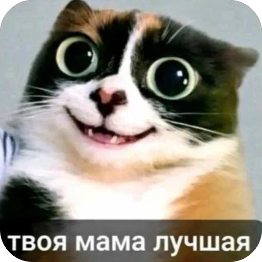 Telegram sticker 🦆 котi и куки @podedala