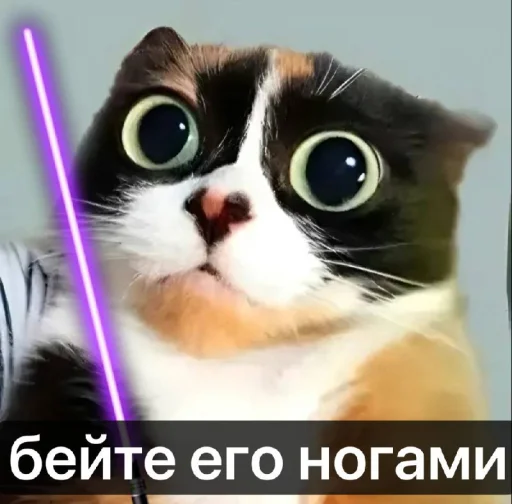 Telegram sticker 🤩 котi и куки @podedala