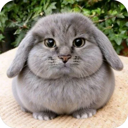 Telegram sticker 🫥 котi и куки @podedala