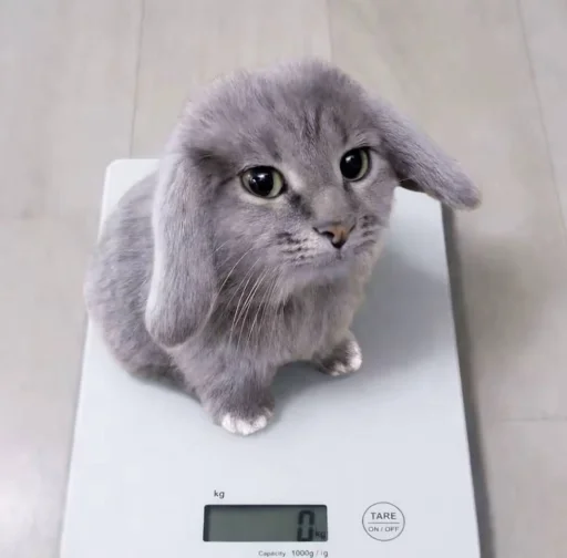 Telegram sticker 🤩 котi и куки @podedala