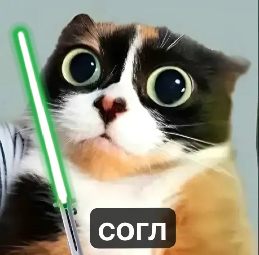 Telegram sticker 🤩 котi и куки @podedala