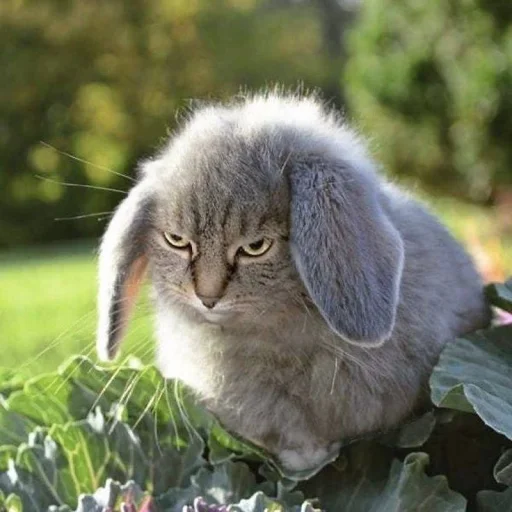 Telegram sticker 🤩 котi и куки @podedala