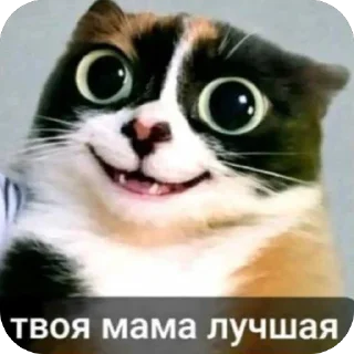 Telegram sticker 🫥 котi и куки @podedala