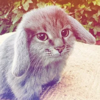 Video sticker 🤩 котi @coins_send @couger @sofiskaliva