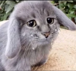 Video sticker 🤩 котi @coins_send @couger @sofiskaliva