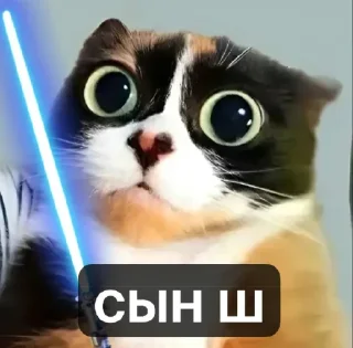 Telegram sticker 🤩 котi и куки @podedala