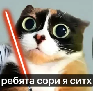 Telegram sticker 🤩 котi и куки @podedala