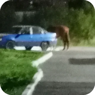 Video sticker ❤ Птічки як 2