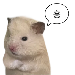 Telegram stiker 👍 @KakaoEmoji 삐딱선 타고 온 햄스터