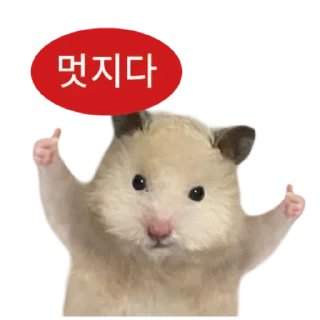 Telegram stiker 👍 @KakaoEmoji 삐딱선 타고 온 햄스터