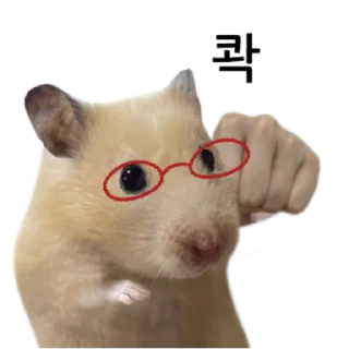 Video sticker 👍 @KakaoEmoji 삐딱선 타고 온 햄스터