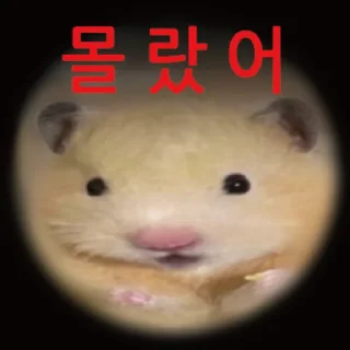 Telegram stiker 👍 @KakaoEmoji 삐딱선 타고 온 햄스터