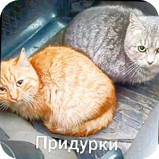 Telegram sticker 🍲 Пидрас