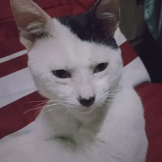 Video sticker 🐱 Set #086 @LeonMagnum