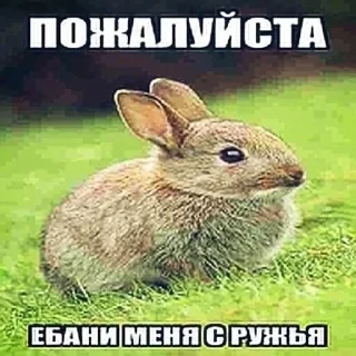 Telegram sticker 😍 бля буду крабсбургером