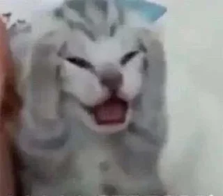 Telegram sticker 🤯 cats @murchalku