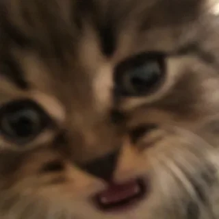Video sticker 😍 cats @murchalku