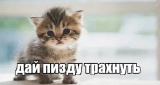 Telegram sticker 😈 cats @murchalku