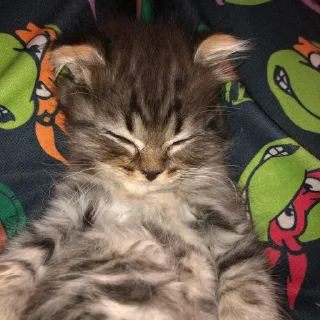 Video sticker 😴 cats @murchalku