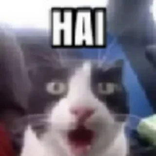 Video sticker ✋ d word collection