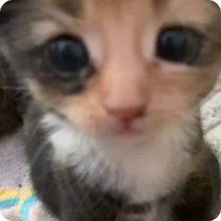 Video sticker 🌟 Котики, Собачки (@sticers_new)