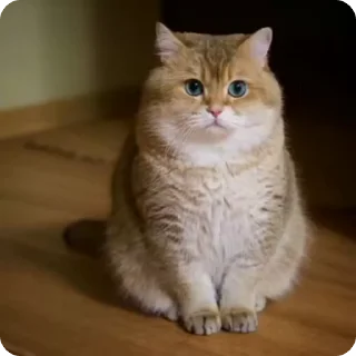 Video sticker 🌟 Котики, Собачки (@sticers_new)