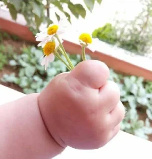 Video sticker 💐 شُـعــور ᰔᩚ