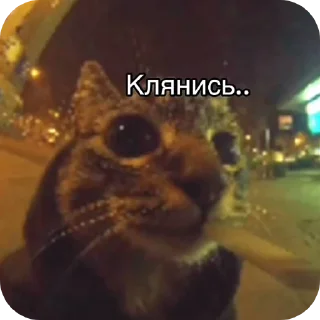 Video sticker 🐱 Бабка гренки @Churka_bublik