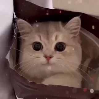 Video sticker 🥰 D.'s Favorites (@CalsiBot)