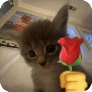 Telegram sticker 🐱 punya petoy :: @fStikBot